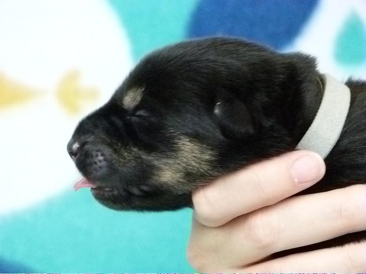 chinook puppy